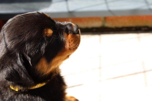 Image 14 of Gorgeous Rottweiler Pups not to be missed