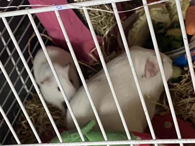 Father and son guinea pigs for sale — photo 4 of 4
