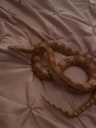 Image 3 of 8 year old male corn snake