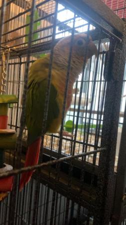 Image 4 of Pair of conures for sale