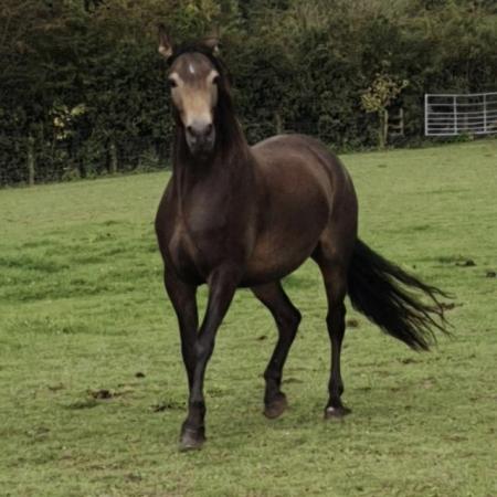 Image 1 of Stunning Gelding for sale