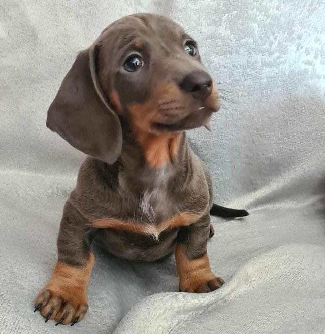 Preview of the first image of Miniature dashund boy puppy blue and tan.