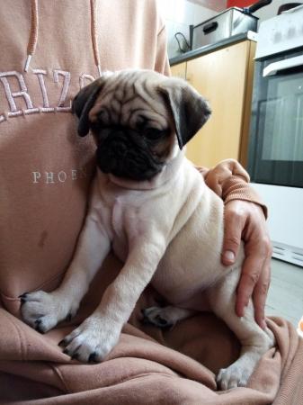 Image 8 of * Last fawn boy available  £700 beautiful pug puppy*