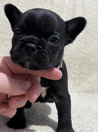 Image 5 of French bulldog puppies 3 left