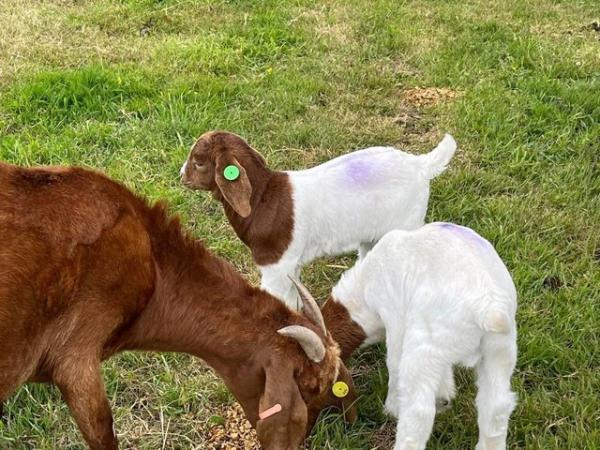 Image 4 of Lovely Pedigree Boer Goat kids