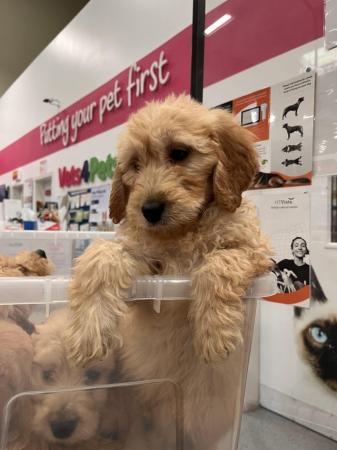 Image 1 of F1 Goldendoodle Puppies *Ready now*