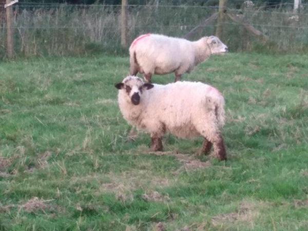 Image 3 of Valais Blacknose Cross Lambs, born 2023. Excellent pets or .