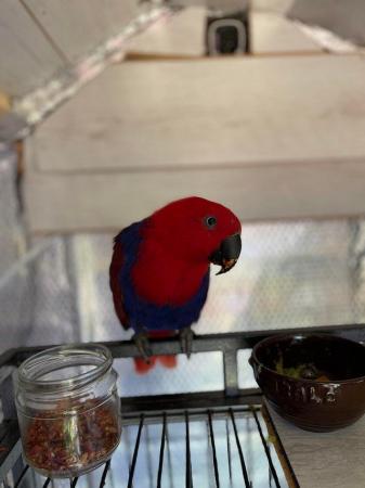 Image 3 of Bonded And Breeding Pair Of Eclecus Parrots