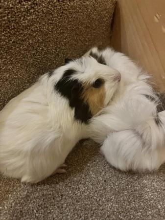 Image 3 of Baby Male Guinea pigs born 1st January, ready now