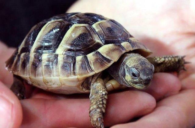 Image 7 of Stocked Tortoises on at Warrington pets and exotics