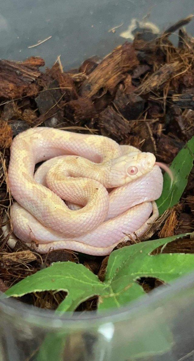 Preview of the first image of Albino white sided black rat snake (Pantherophis obsoletus).
