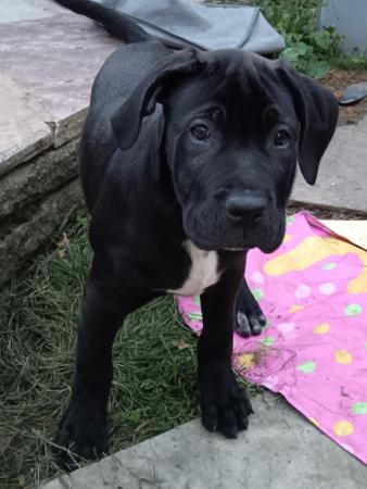 Image 8 of NEEDS A FOREVER HOME! (F) Cane Corso Pup