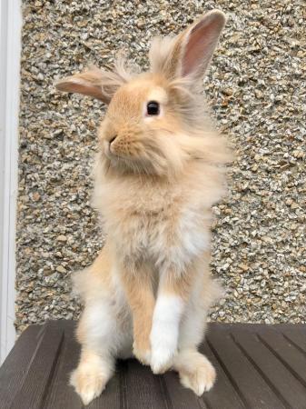 Image 3 of 11 Week Old Male Lionhead Bunny Rabbit Ready Now