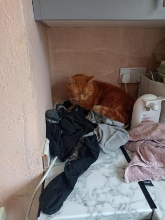 Image 5 of Ginger make cat for sale