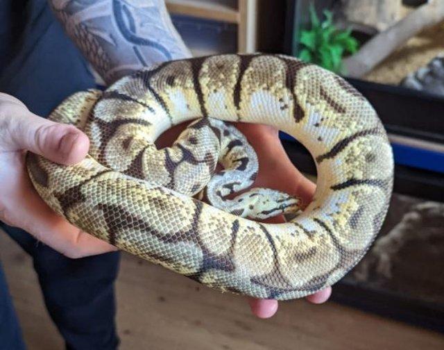 Preview of the first image of Bumblebee Royal Python for sale.