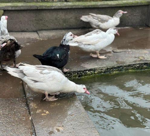 Image 2 of Muscovy Ducks in a range of colours