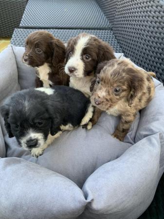 Image 7 of Cocker spaniel puppies  ready to leave