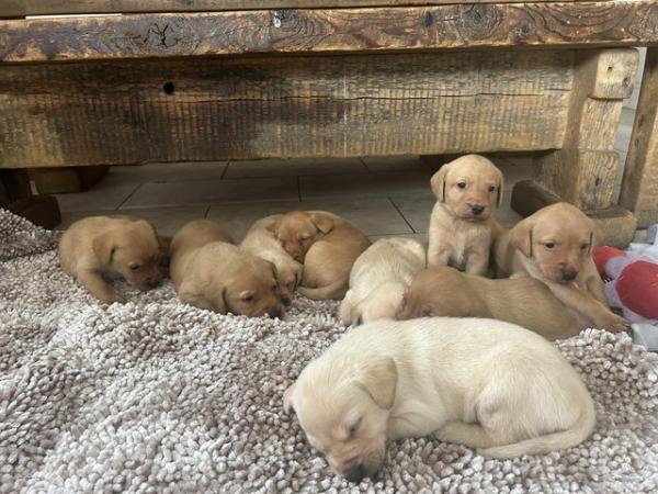 Image 5 of FT Champion KC Labrador Puppies from Health tested parents