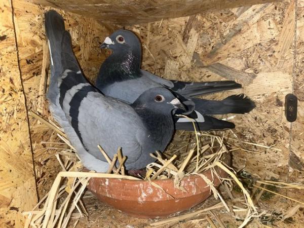 Image 5 of Young racing pigeons for sale