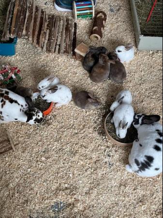 Image 6 of Only 4 Beautiful Mini Rex babies