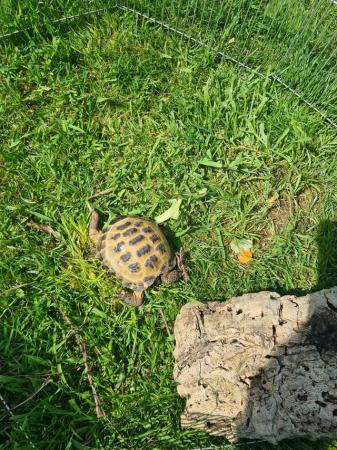 Image 4 of 4 year old Horsefield tortoise male, lives outside