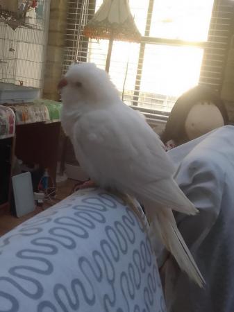 Image 1 of Tamed and cuddly white baby Quaker parrot DNA tested hen