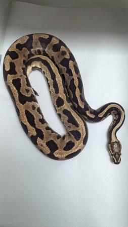 Image 3 of Cb21 leopard yellowbelly fire het pied royal python