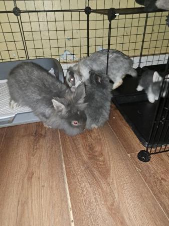 Image 4 of Rabbits for sale mum dad and babies