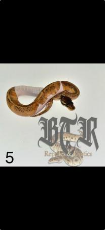 Image 5 of 2023 ball pythons, royal pythons