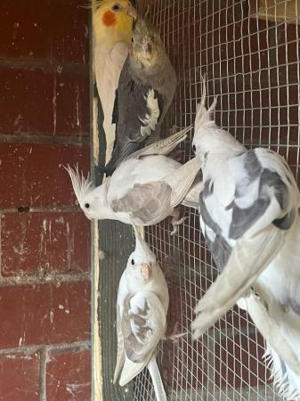Image 3 of Cockatiels in different colors and ages