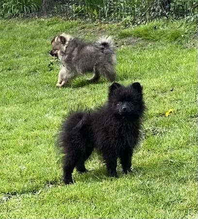 Image 1 of 12 week old Pomeranian Puppies. Royal Kennel Club Registered