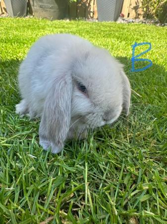 Image 12 of Male and Female Mini Lop Rabbits For Sale