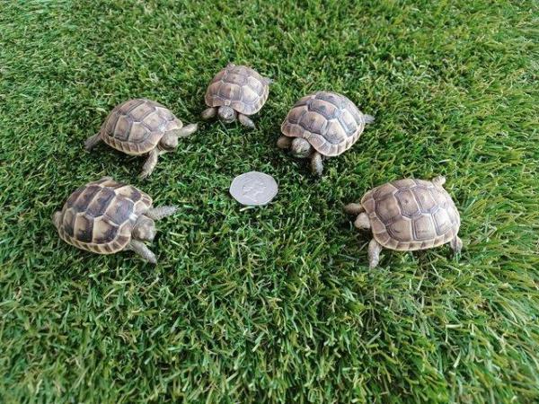 Image 7 of Tortoise licenced spurthighbabies available now