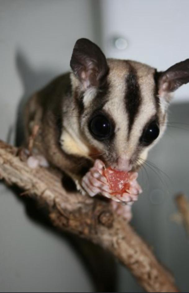 Preview of the first image of Looking for sugar gliders.