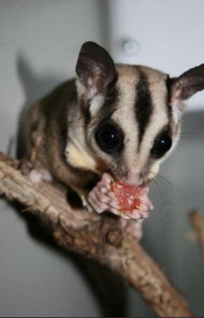 Image 1 of Looking for sugar gliders
