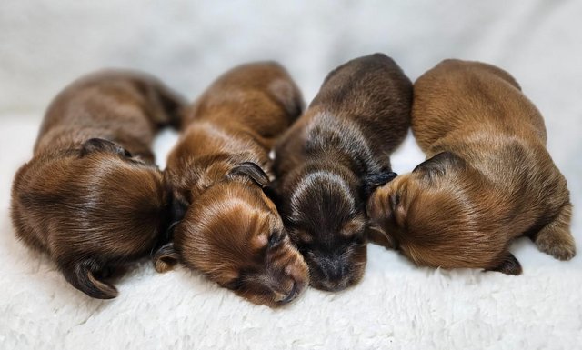 Preview of the first image of Outstanding Mini Long Haired Dachshunds.