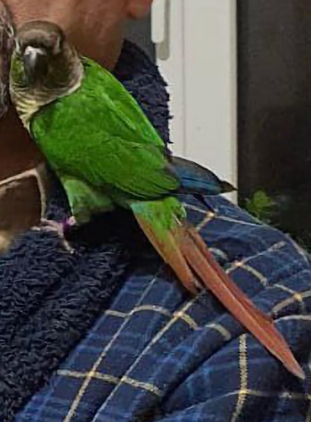 Preview of the first image of Beautiful green cheeck conure parrot.