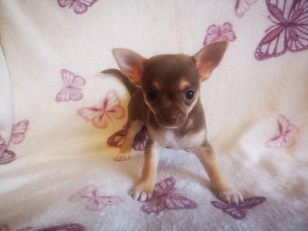 Image 7 of 3 adorable chihuahua puppies for sale