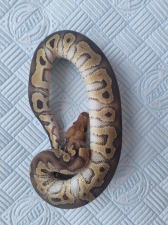 Image 3 of Male royal ball python for sale.