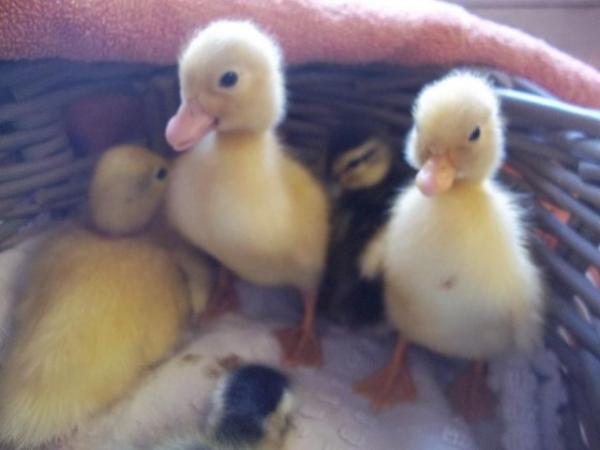 Image 16 of QUALITY CALL DUCK DUCKLINGS £12 EACH.15 AVAILABLE.