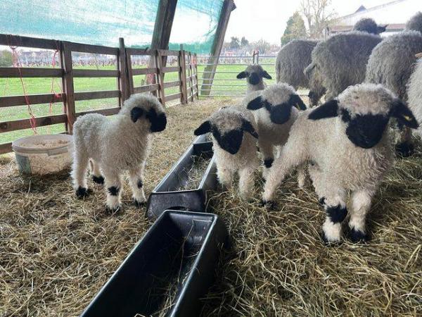 Image 2 of Pedigree Valais Ram Lambs and Wethers