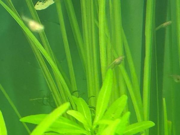 Image 4 of Live guppy juveniles for sale gold, blue and Russian white
