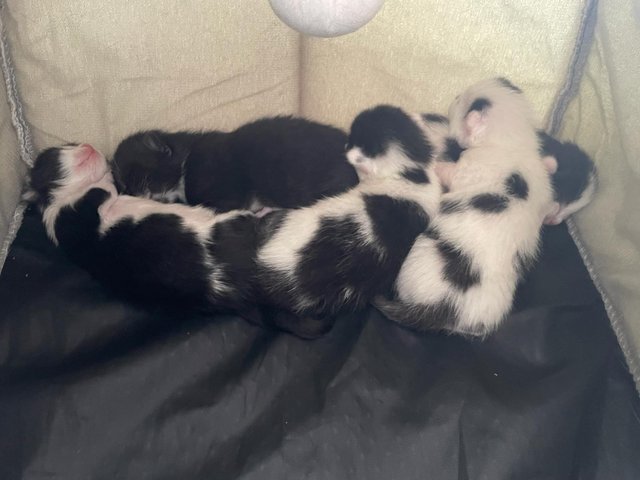Preview of the first image of 1 female 2 male black and white kittens.
