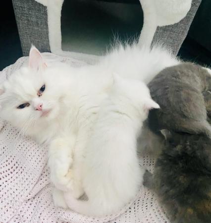 Image 9 of Adorable Dollface Persian X Kittens