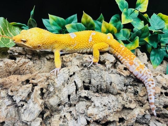 Preview of the first image of Leopard Geckos At The Marp Centre Feb 2024.
