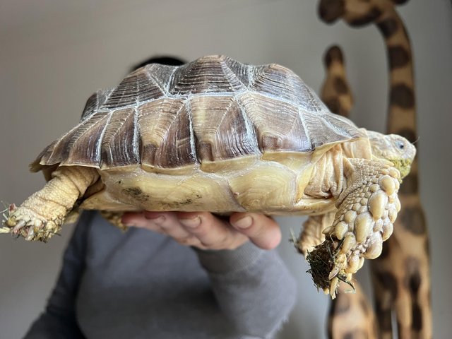 Preview of the first image of 2 sulcata tortoises for sale.