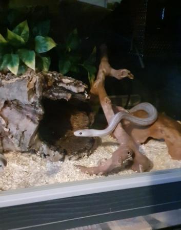Image 2 of 3 year old male Corn Snake and complete Vivarium.