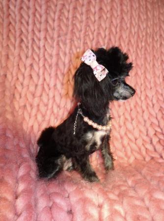 Image 8 of XXXXXXXS Micro Tiny Toy Poodle Girl Puppy 9 months old