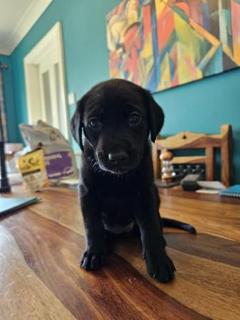 Image 11 of Black Labrador X puppies, 5 weeks old & Adorable!