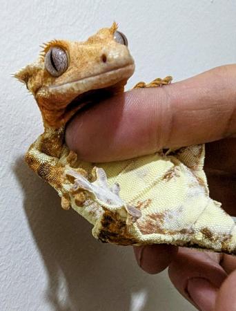 Image 2 of 2022 Female Lilly White Blue Eyes Crested Gecko 44g